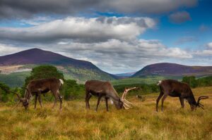 Edinburgh and the Cairngorms